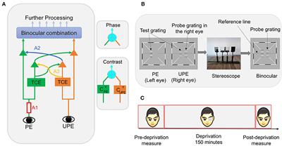 The Mechanism of Short-Term Monocular Pattern Deprivation-Induced Perceptual Eye Dominance Plasticity